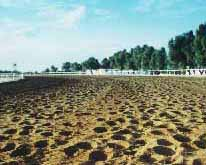 Desert race tracks at the Hunting and Equestrian club, Kuwait.