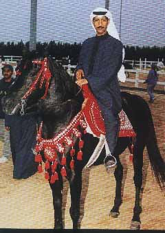 A traditional Arab on a horse in traditional ceremonial gear