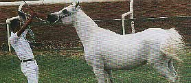 A white Arabian being trained