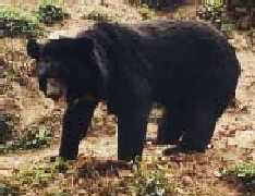 A Himalayan mountain bear hunting for wild berry