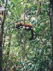 A red panda takes an afternoon siesta in a green paradise.