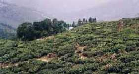 This is the home of the famous Darjeeling tea.