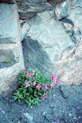 Beside a cliff nestles some wild flowers