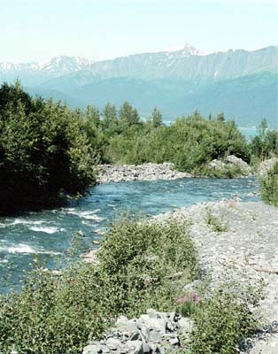 One of the creeks ending at Resurrection Bay