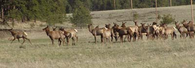 A herd of elk along side the road in the Florissant Fossil Beds.