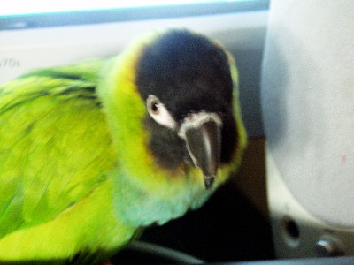 a pic of my nanday parrot