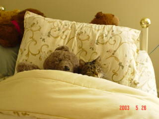 Rakiki is resting under the covers, next to one of my teddy bears.