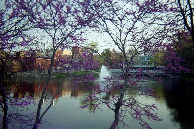 Taken in the Spring of 2004, the fountain is framed by redbud. Emporia, Kansas