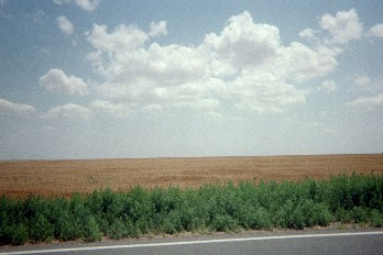 Wheat fields along Route 56 in SW Kansas, July 2004.