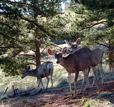 Deer grazing in Colorado
