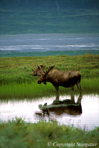 "Place of Renewal" Bull moose in pond.