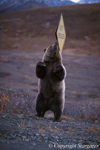 "Soft Shoulder" Grizzly bear scratches his back on a sign.