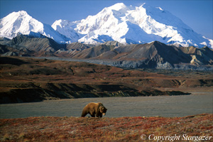 "Dominion" Grizzly bear with Denali.