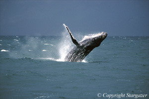 "Resurrection" Humpback whale breaching in Resurrection Bay.