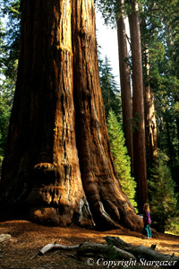 Martha standing in awe of a Giant Sequoia Tree. Click to go to Stargazer's Photography.