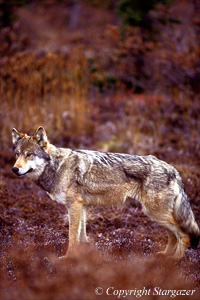 One of the East Fork Pack members. Click to go to Stargazer's Photography.