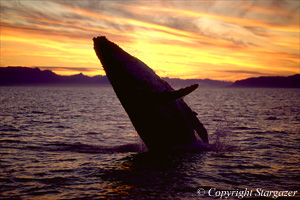 "Sunset Breach" Humpback whale breaching. Click to go to Stargazer's Photography.