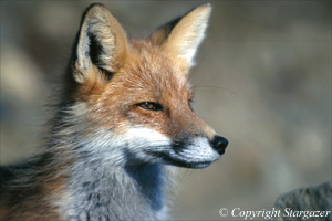 Close up of a red fox. Click to go to Stargazer's Photography.