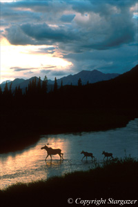 Cow moose bringing her calves across the river. Click to go to Stargazer's Photography.