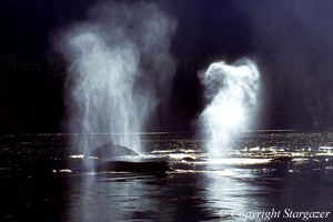 Humpback whale spouts in morning light. Click to go to Stargazer's Photography.