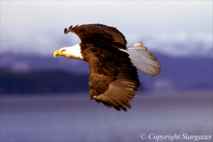 Bald Eagle. Click the image to go to Stargazer's Photography