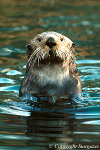 "Hairy Otter" is really a sea otter. Click to go to Stargazer's Photography.