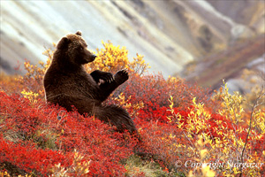 Grizzly bear sitting in a patch of blueberries. Click to go to Stargazer's Photography.