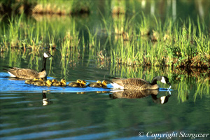 Geese and goslings swimming on a pond. Click to go to Stargazer's Photography.