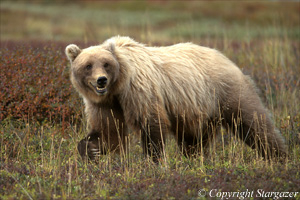 Grizzly bear strolling through grass. Click to go to Stargazer's Photography.