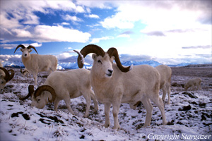 "Full Curl" Dall sheep rams in snow. Click to go to Stargazer's Photography.