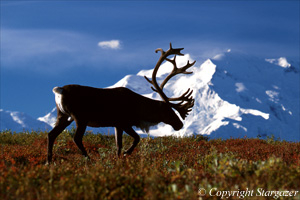 Bull caribou near Denali. Click to go to Stargazer's Photography.