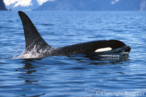 A lone transient orca on the hunt. Click to go to Stargazer's Photography.