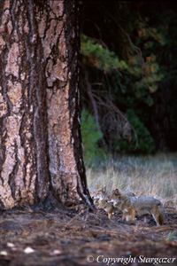 Coyotes near a Ponderosa Pine in Yosemite. Click to go to Stargazer's Photography.