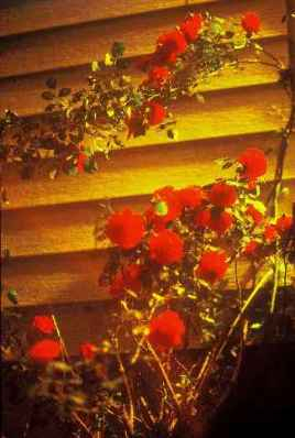 A rosebush