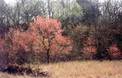 In Oklahoma, the first signs of spring include the blooms of redbud and dogwood trees.