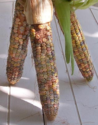 3 Ears of NA "Heritage Corn"