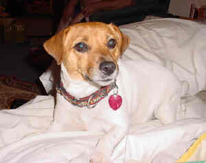 Pic of Bridget, one of the Jack Russells in my series, Jack Russells Are People Too!!