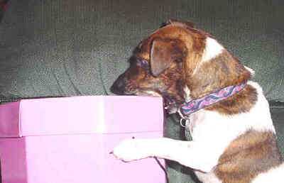 Penny, a Jack Russell is a character in my book, Jack Russells Are People Too!! 