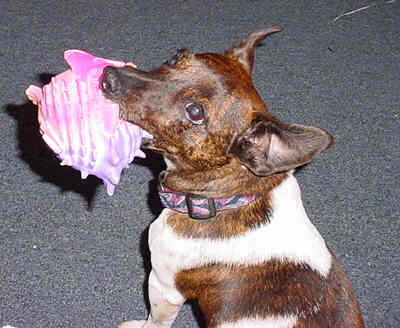 Penny plays 'keep away' with her toy.