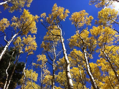 The Aspens use their beauty to praise their creator.