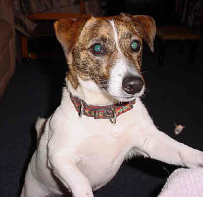 Picture of Wheezer, a Jack Russell who is in my book, Wheezer And The Painted Frog.