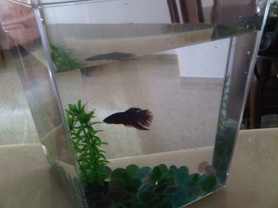 Our fish Fred.  