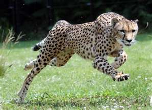 A cheetah for Nangwaya