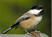 pic of a chickadee ripped from Google search