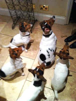 A Pic of Five Attentive Jack Russells