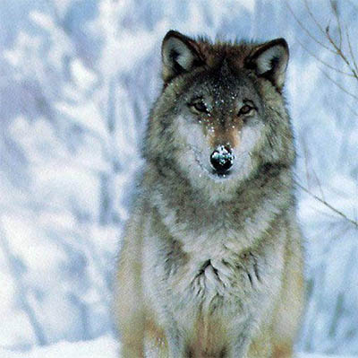 Wolf image for "Protected Species"