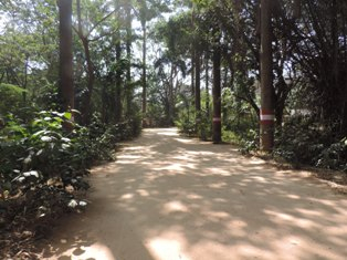 Trees. Light and shadow. Peace.