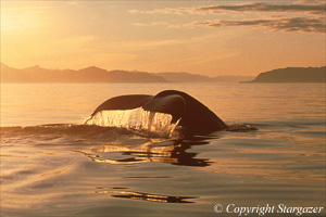 Humpback tail fluke. Taking a deep dive. Click to go to Stargazer's Photography.
