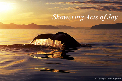 This review is part of the Shower from the Showering Acts of Joy Group