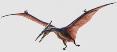 Pteranodon